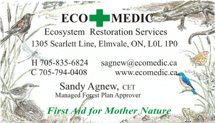 EcoMedic Business Card