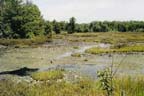 wetlands