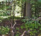 woods